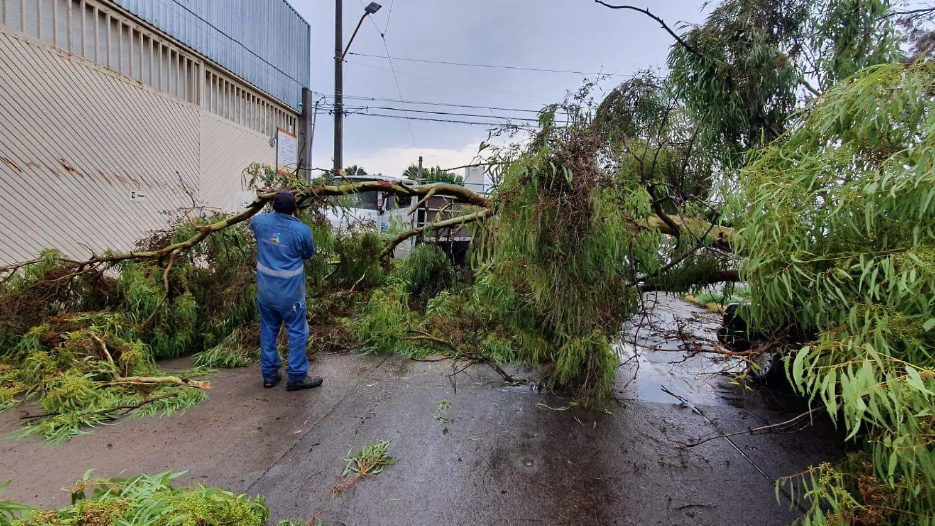 arbol caido